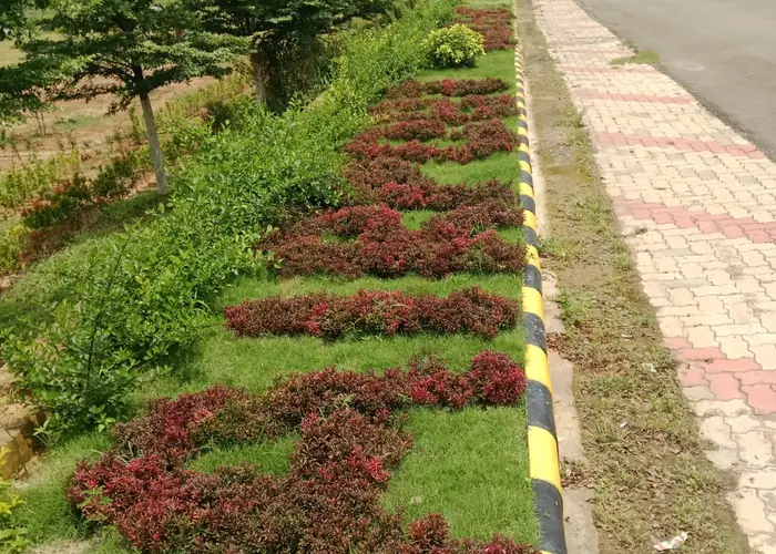 Palm & Hedge Landscape