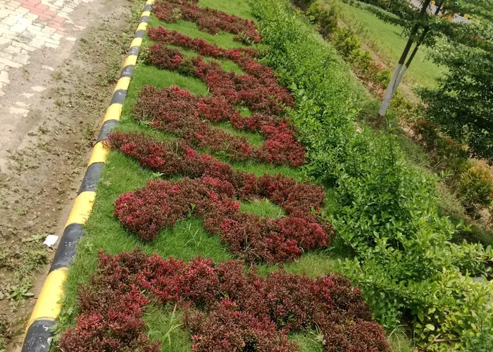 Rock garden landscape
