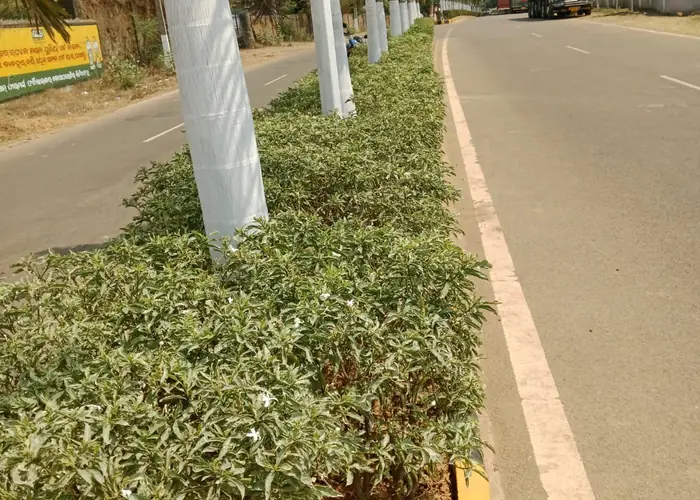 Vertical Gardening